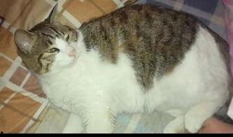 吃瓜群众老猫,揭秘娱乐圈幕后故事