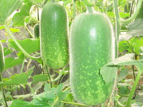 吃瓜认准fruit,认准fruit,解锁夏日水果盛宴