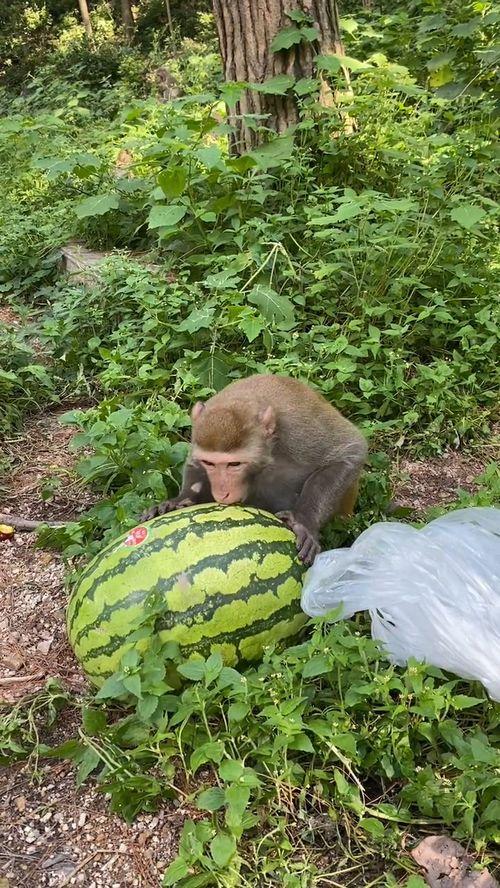 梦见大哥吃瓜,大哥吃瓜背后的神秘寓意