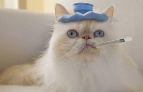 猫咪可以吃羊角瓜,羊角瓜成为猫咪新宠