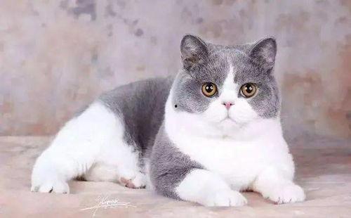 猫咪吃瓜栗叶子,揭秘植物中毒背后的故事