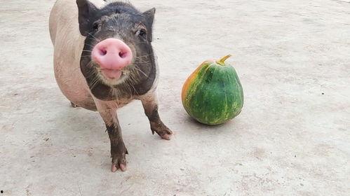 猪会吃瓜吗,揭秘猪是否会吃瓜