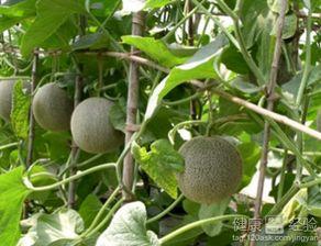 蛐蛐可以吃哈密瓜,奇特的昆虫饮食文化揭秘