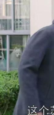 吃瓜群众吃皮裤视频播放,皮裤视频播放引发全网狂欢