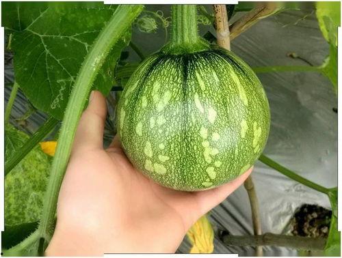 姜堰话吃瓜,揭秘地方方言中的趣味表达