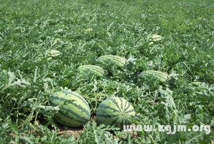 梦到瓜地吃瓜是什么意思,瓜地吃瓜预示着什么？