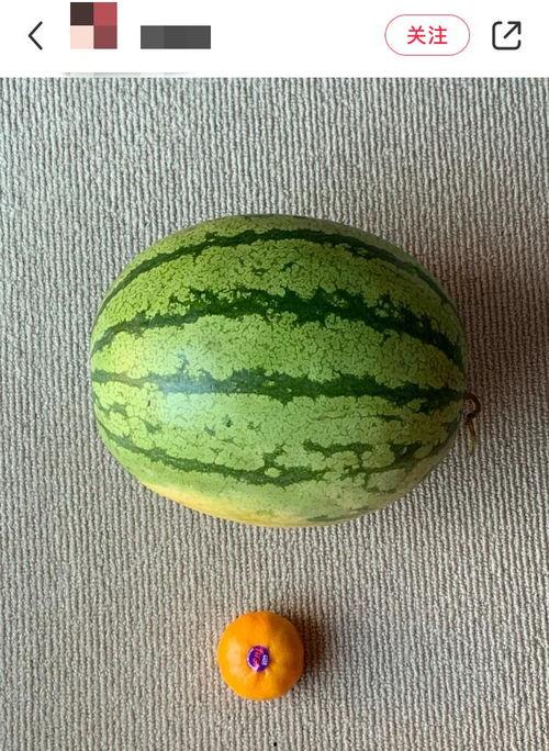 莱阳吃瓜老外,一场跨国文化交流的趣味之旅