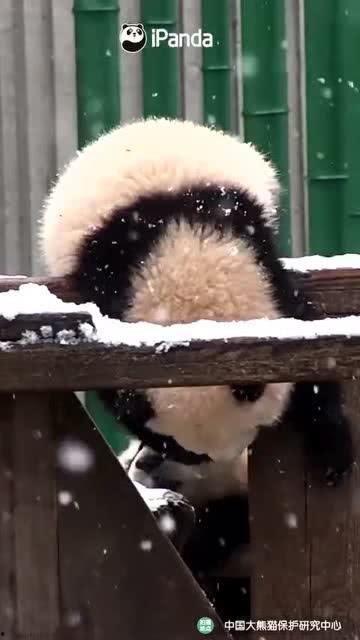 吃瓜小熊boy,揭秘娱乐圈的甜蜜瓜田