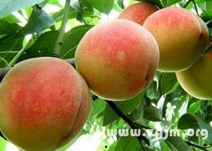 梦见摘桃子吃瓜,摘桃品瓜，探寻梦境中的神秘寓意