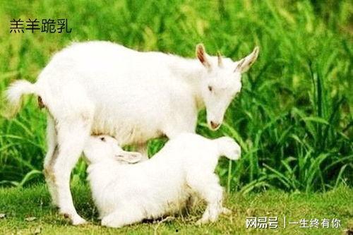 吃瓜小羊玩偶,萌趣可爱，陪伴你的欢乐时光