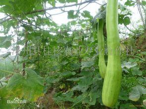 什么是砍瓜怎么吃