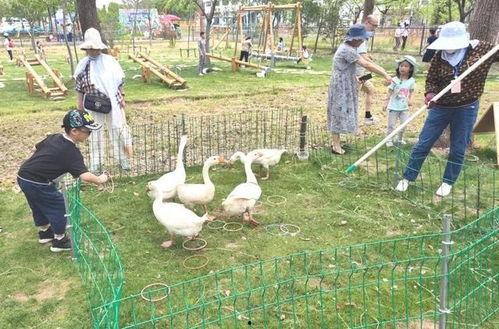 大鹅吃瓜游戏,一场趣味横生的欢乐盛宴