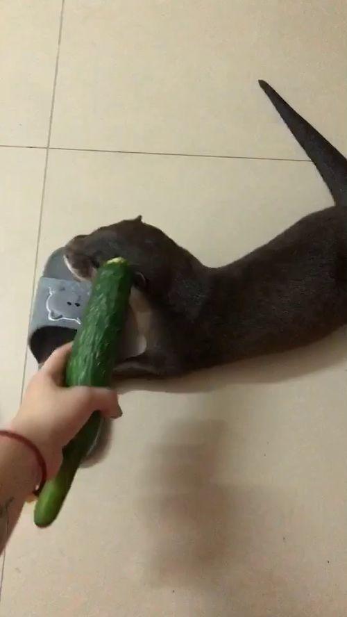 人家吃瓜都是坐着吃,坐着吃瓜，品味生活新境界