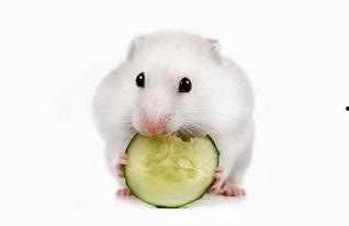 仓鼠吃熟瓜,仓鼠美食之旅，探索熟瓜的独特魅力