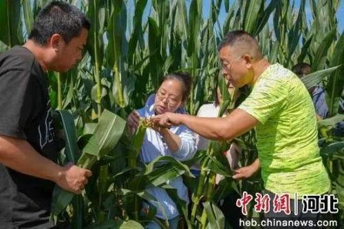 任丘北汉吃瓜,揭秘瓜田里的欢乐时光