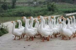 白鹅吃瓜,瓜果飘香中的悠闲时光