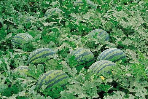 陈佩奇吃瓜群,揭秘娱乐圈幕后故事