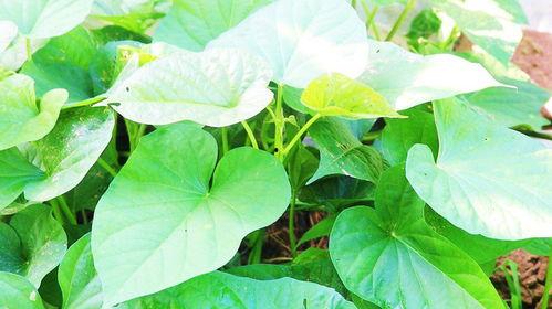 土瓜叶子怎么吃,家常美味的多重吃法探索