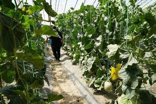 武都吃瓜视频,揭秘当地特色美食背后的故事