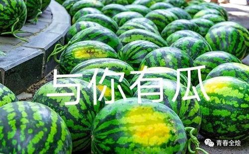 网上高校吃瓜,揭秘校园美食圈背后的“吃瓜”风云