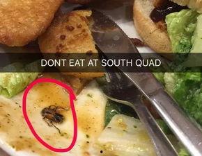 密歇根大学吃瓜,一场别开生面的“吃瓜”盛宴