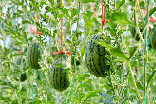 新疆人在吃的瓜