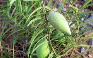 老梢瓜咋吃,探索家常美味新选择