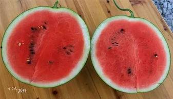 已有吃瓜基地,揭秘吃瓜基地的丰收奥秘